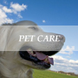 Pet care business advertising