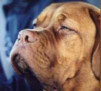 One cool dog