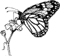 Diagram of Monarch nectaring