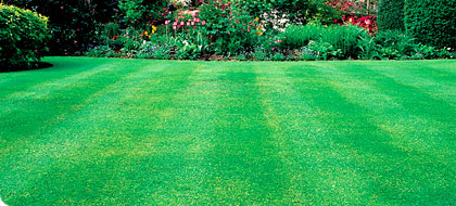 Lawns
