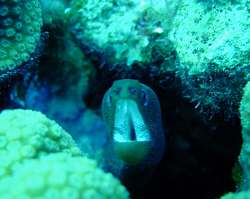 A moray eel