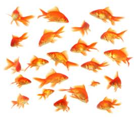 Crowd,Group Of Animals,Large Group Of Animals,Abundance,Animal,Animal Themes,Fish Tank,Fish,goldenfish,Gold,Cute,Pets,Water,Ideas,Concepts,Full,Large,Friendship,Goldfish