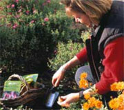 Planting Bulbs