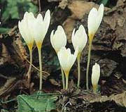 Crocus Ochroleucus
