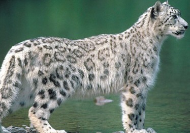 Snow Leopard